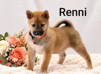 Renni, a female Shiba Inu for sale in Loyal, WI – 3 of 7