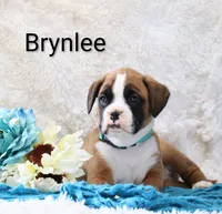 Brynlee, a female Boxer for sale in Loyal, WI – Photo 4 of 4