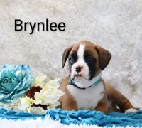 Brynlee, a female Boxer for sale in Loyal, WI – Photo 2 of 4
