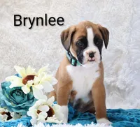 Brynlee, a female Boxer for sale in Loyal, WI – Photo 1 of 4