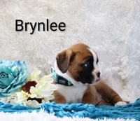 Brynlee, a female Boxer for sale in Loyal, WI – Photo 3 of 4