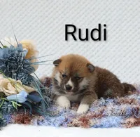 Rudi, a male Shiba Inu for sale in Loyal, WI – 5 of 5