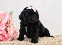 Nina, a female Cockapoo for sale in Loyal, WI – 4 of 7