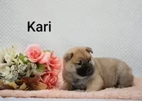 Kari, a female Shiba Inu for sale in Loyal, WI – 4 of 7