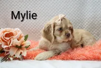 Mylie, a female Cocker Spaniel for sale in Loyal, WI – 2 of 7