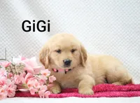 Gigi. on Hold , a female Golden Retriever for sale in Loyal, WI – 3 of 6