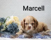 Marcell, a male Cocker Spaniel for sale in Loyal, WI – 4 of 7