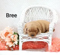 Bree, a female Golden Retriever for sale in Loyal, WI – 3 of 3