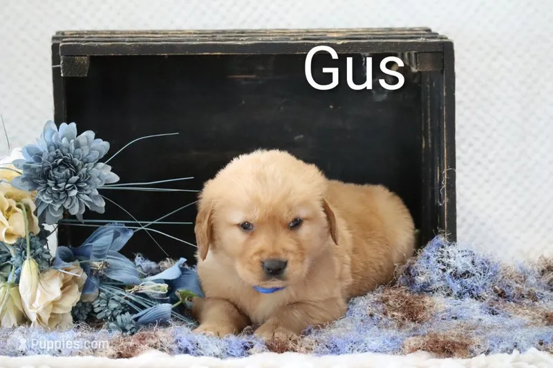 Gus – Golden Retriever puppy for sale in Loyal, WI