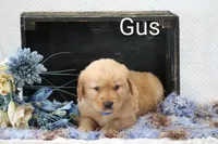 Gus, a male Golden Retriever for sale in Loyal, WI – 1 of 4