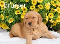AKC Bruiser , a male Golden Retriever for sale in Loyal, WI – 2 of 8