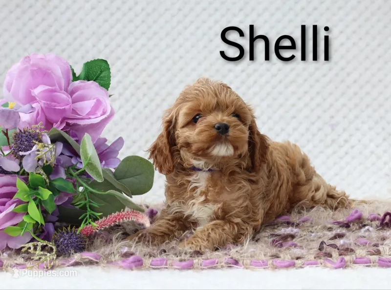 Shelli  – Cockapoo puppy for sale in Loyal, WI