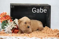 Gabe , a male Golden Retriever for sale in Loyal, WI – 2 of 4