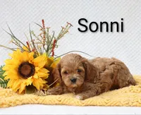 Sonni, a male Cockapoo for sale in Loyal, WI – 3 of 4