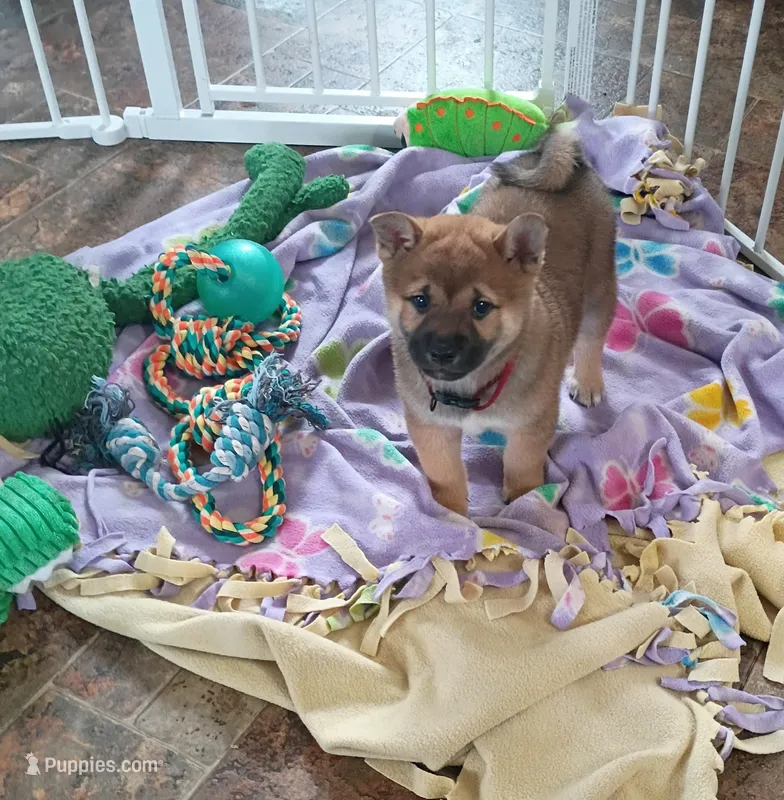 Rex – Shiba Inu puppy for sale in Loyal, WI