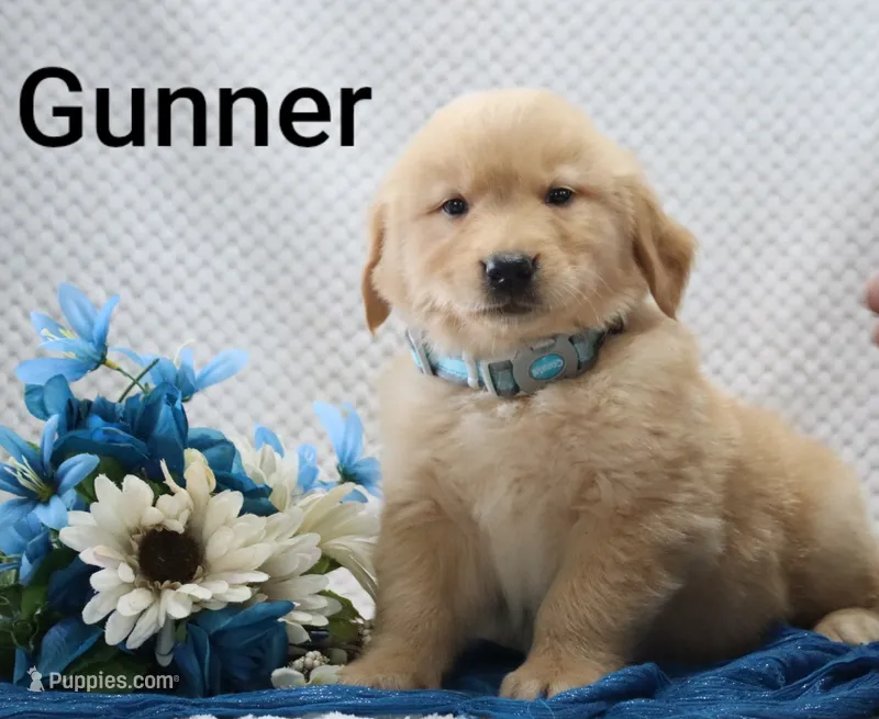 Gunner – Golden Retriever puppy for sale in Loyal, WI