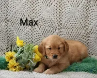 AKC Max, a male Golden Retriever for sale in Loyal, WI – 4 of 4