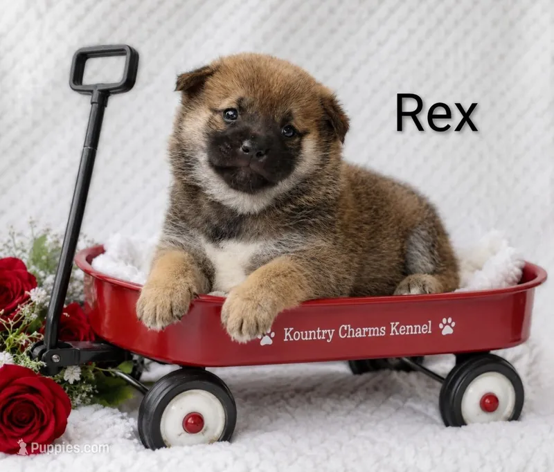 Rex – Shiba Inu puppy for sale in Loyal, WI