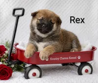 Rex, a male Shiba Inu for sale in Loyal, WI – 1 of 5