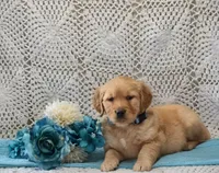 AKC Mario, a male Golden Retriever for sale in Loyal, WI – 2 of 4