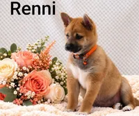 Renni, a female Shiba Inu for sale in Loyal, WI – 4 of 7