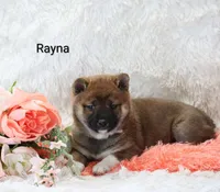 Rayna, a female Shiba Inu for sale in Loyal, WI – Photo 4 of 6