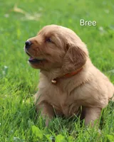  AKC Bree, a female Golden Retriever for sale in Loyal, WI – 4 of 9
