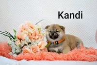 Kandi, a female Shiba Inu for sale in Loyal, WI – 2 of 6