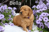  AKC Bella, a female Golden Retriever for sale in Loyal, WI – 2 of 7