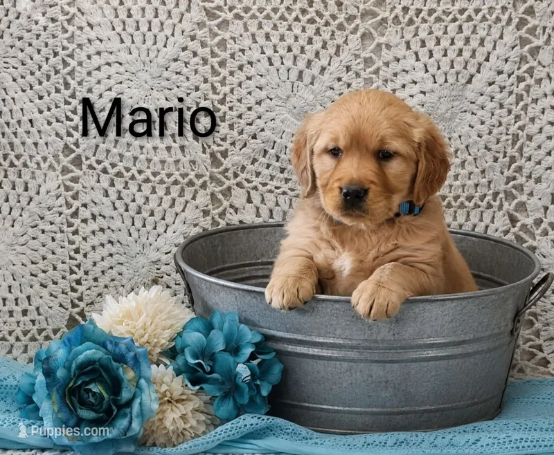 AKC Mario – Golden Retriever puppy for sale in Loyal, WI