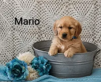 AKC Mario, a male Golden Retriever for sale in Loyal, WI – 1 of 4