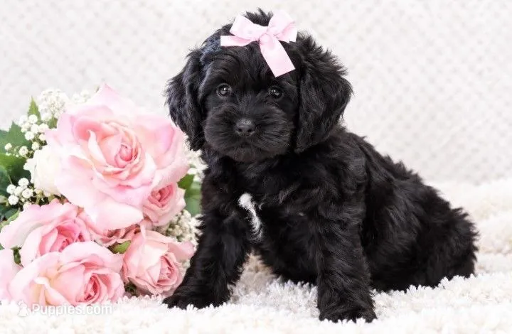 Nina – Cockapoo puppy on hold in Loyal, WI