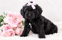 Nina, a female Cockapoo for sale in Loyal, WI – 1 of 7