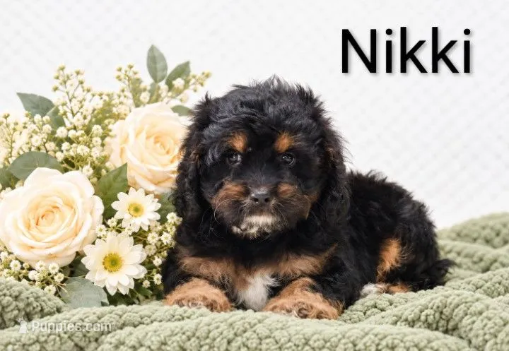 Nikki – Cockapoo puppy for sale in Loyal, WI
