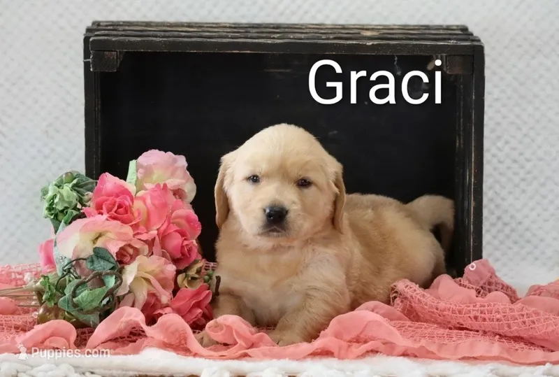 Graci  – Golden Retriever puppy for sale in Loyal, WI