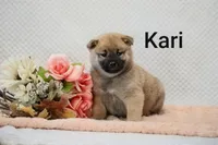 Kari, a female Shiba Inu for sale in Loyal, WI – 2 of 7