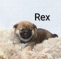 Rex, a male Shiba Inu for sale in Loyal, WI – 5 of 5