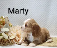 Marty, a male Cocker Spaniel for sale in Loyal, WI – 3 of 6