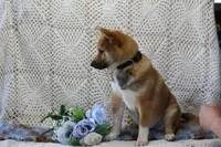 Remi, a male Shiba Inu for sale in Loyal, WI – 5 of 8