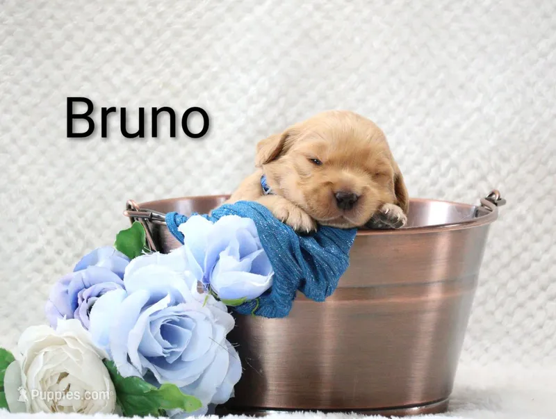 Bruno – Golden Retriever puppy for sale in Loyal, WI