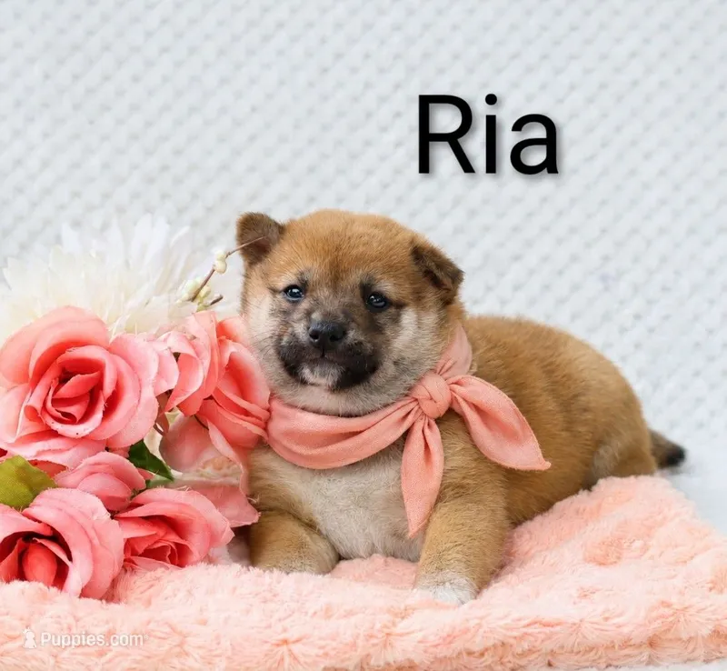 Ria – Shiba Inu puppy for sale in Loyal, WI