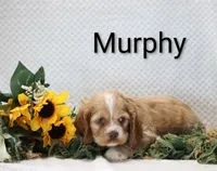 Murphy, a male Cocker Spaniel for sale in Loyal, WI – 3 of 7