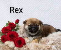 Rex, a male Shiba Inu for sale in Loyal, WI – 2 of 5