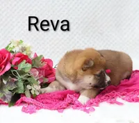 Reva, a female Shiba Inu for sale in Loyal, WI – 4 of 5