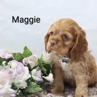 Maggie, a female Cocker Spaniel for sale in Loyal, WI – Photo 6 of 7