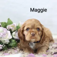 Maggie, a female Cocker Spaniel for sale in Loyal, WI – Photo 2 of 7