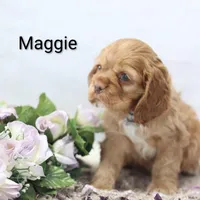 Maggie, a female Cocker Spaniel for sale in Loyal, WI – Photo 3 of 7