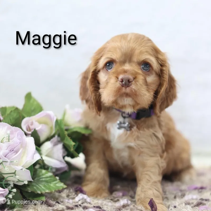 Maggie