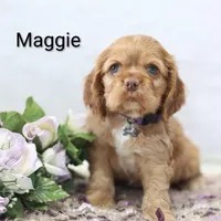 Maggie, a female Cocker Spaniel for sale in Loyal, WI – Photo 1 of 7