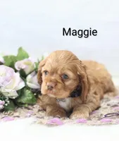 Maggie, a female Cocker Spaniel for sale in Loyal, WI – Photo 5 of 7